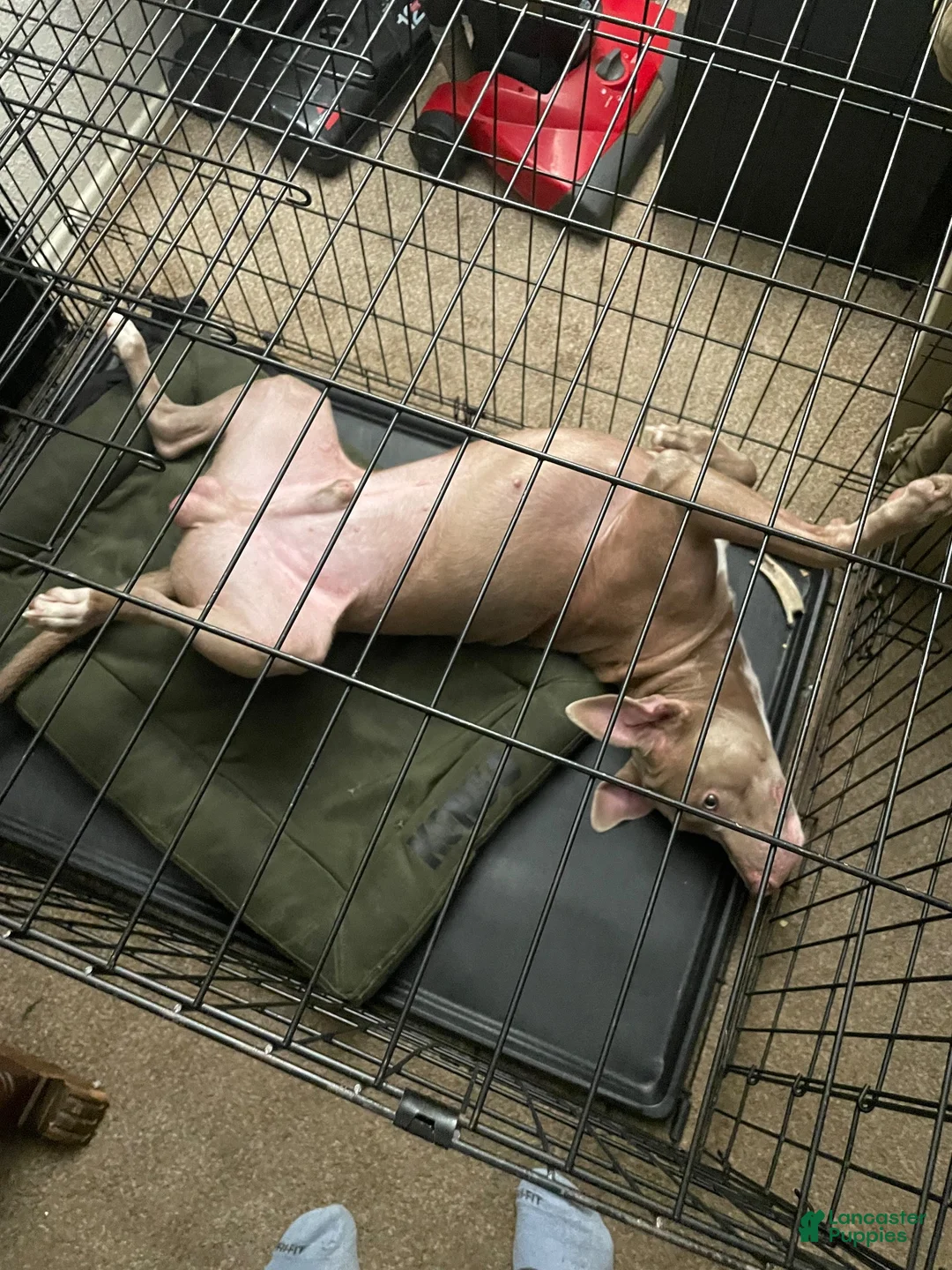 American Pit Bull Terrier dogs for sale: American Pit Bull Terrier 1 - Ad 4