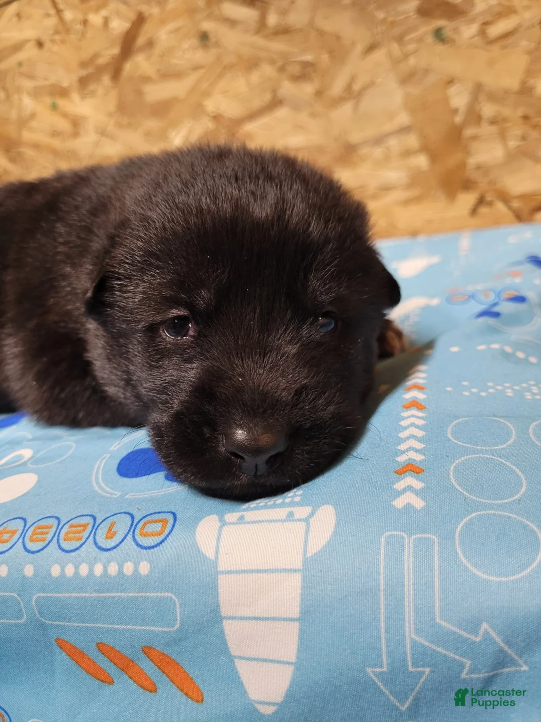 Mixed Breed dogs for sale: Sirius - Ad 1