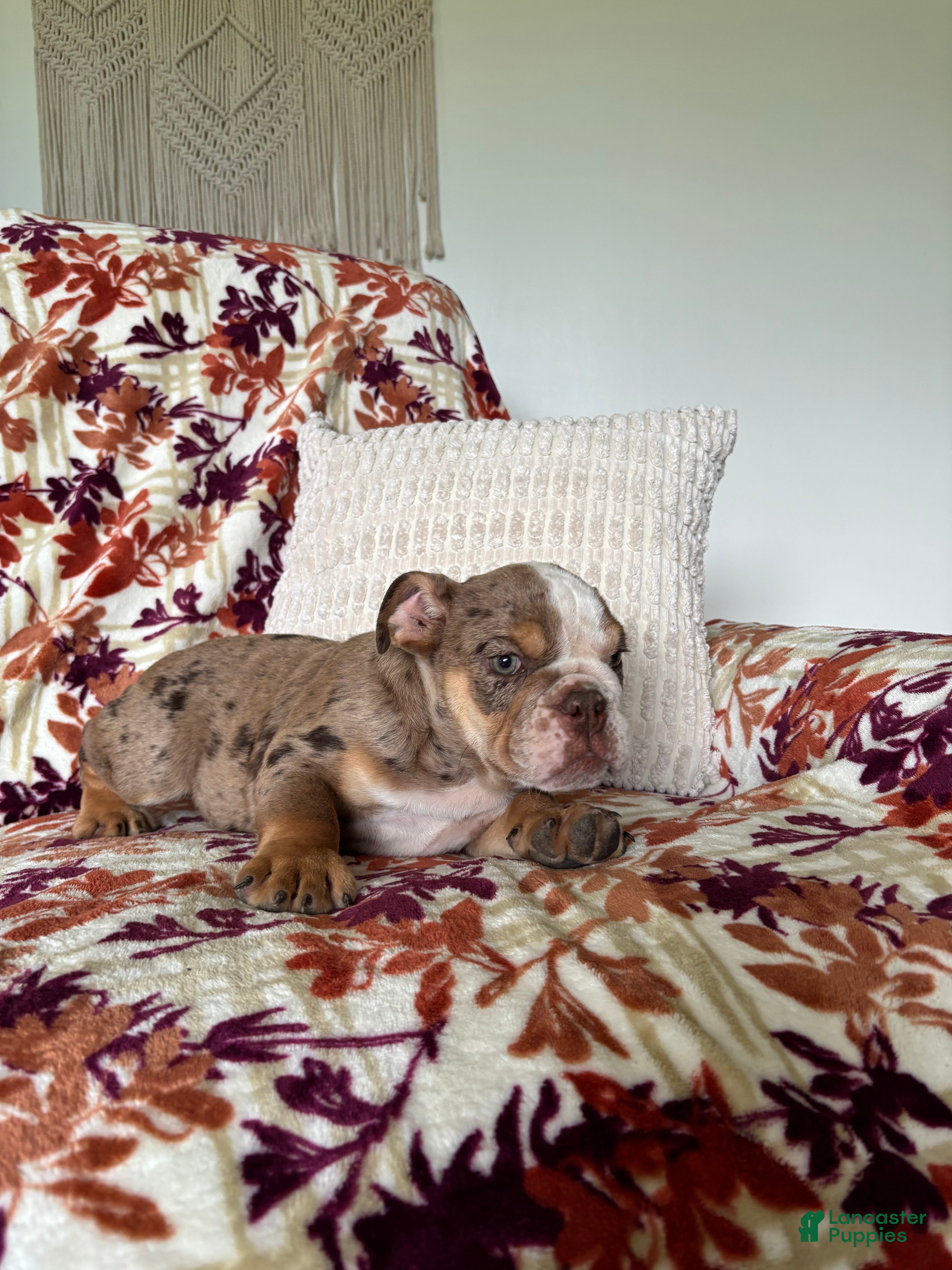 English Bulldog dogs English Bulldog 3 - Ad 2