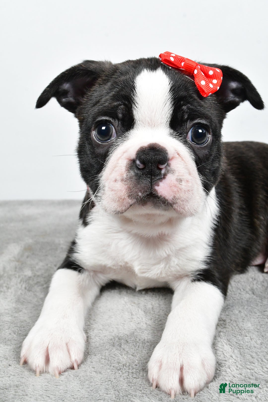 Mixed Breed dogs for sale: Snickers - Ad 3