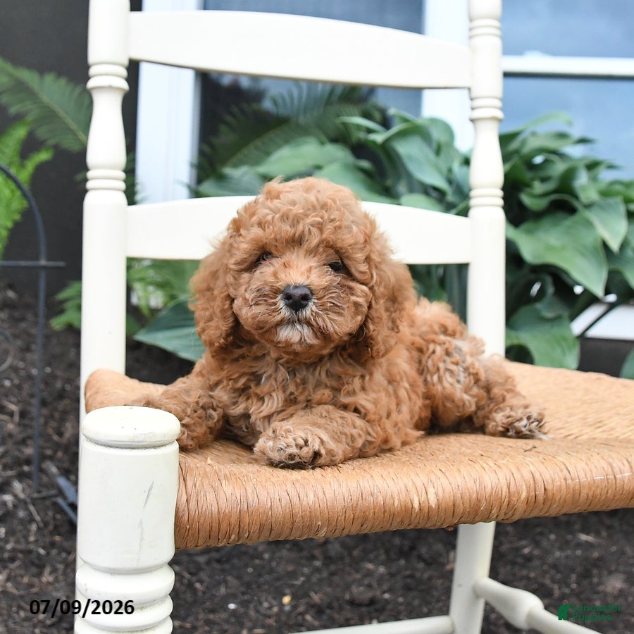 Toy Poodle dogs Nacho - Ad 2