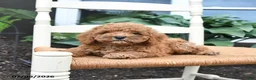 Toy Poodle dogs for sale: Nacho - Ad 2