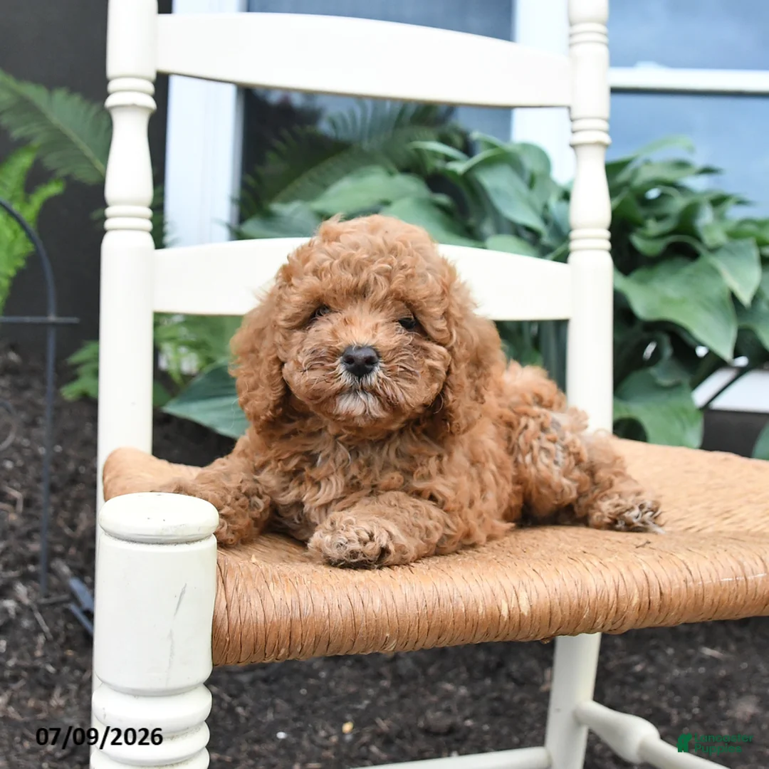Toy Poodle dogs for sale: Nacho - Ad 2