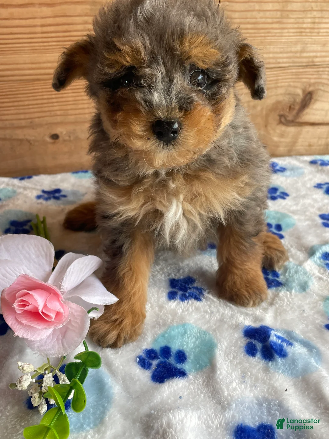 Pomapoo dogs for sale: Bingo - Ad 2