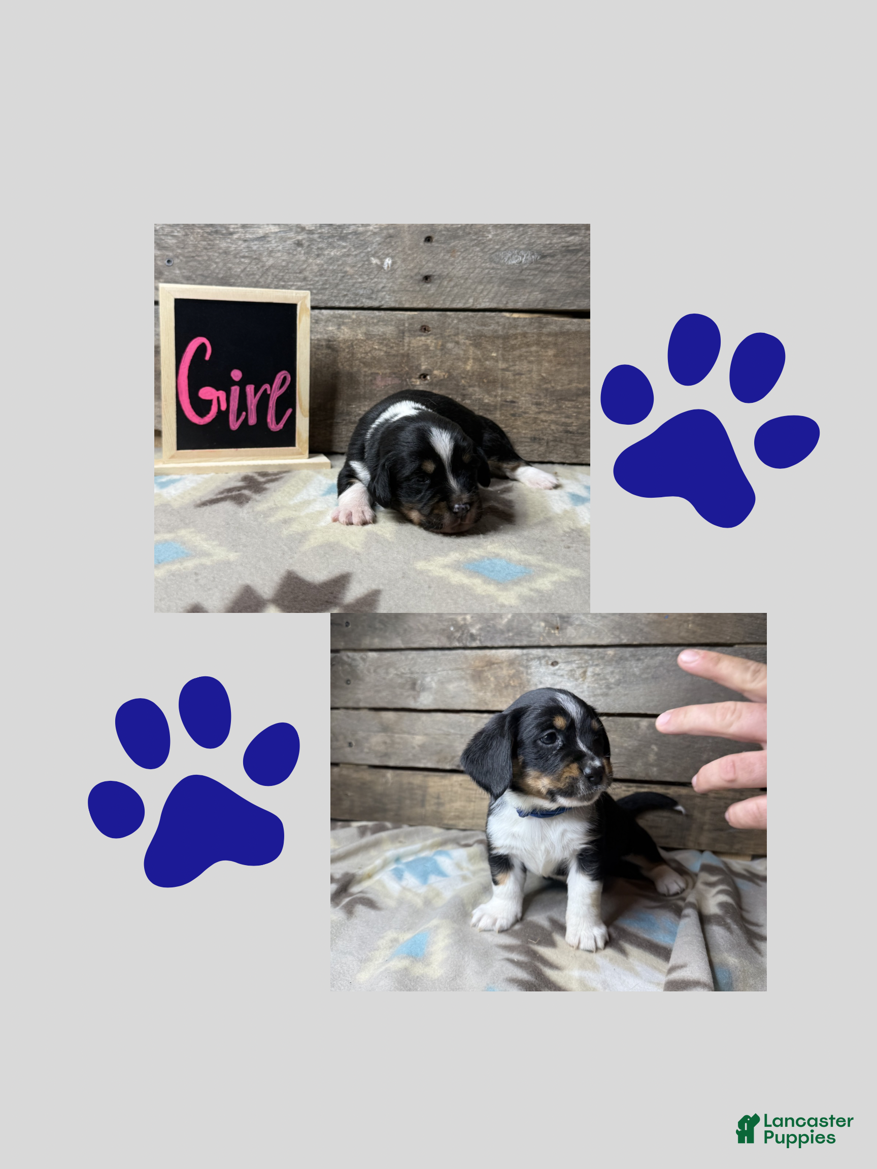 Mixed Breed dogs Mixed Breed Puppy 6 - Ad 34