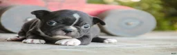 Boston Terrier dogs for sale: Carl Boston Terrier  - Ad 2