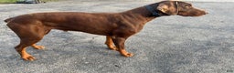 Doberman Pinscher dogs for sale: Zepplin - Ad 4