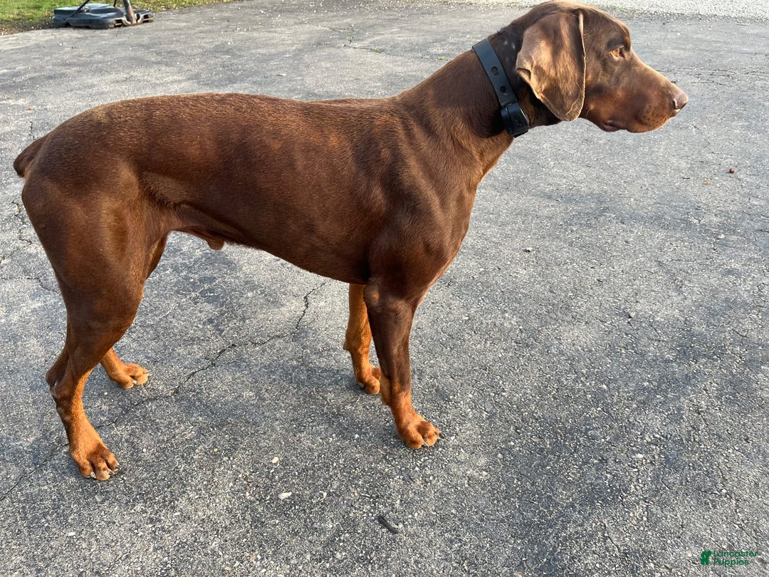 Doberman Pinscher dogs for sale: Zepplin - Ad 4