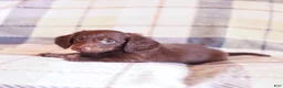 Miniature Dachshund dogs for sale: Snickers - Ad 9