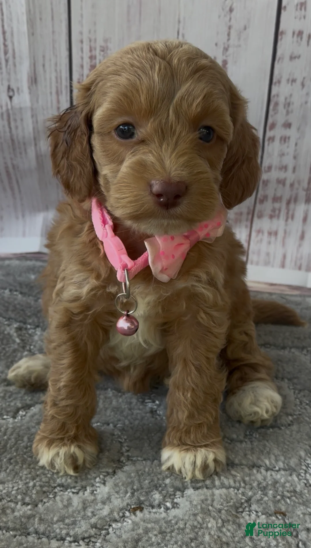 Cockapoo dogs for sale: Pink - Ad 2