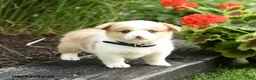 Welsh Corgi Pembroke dogs for sale: Penny - Ad 3