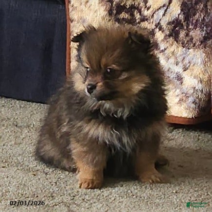 Pomeranian dogs Annie - Ad 7