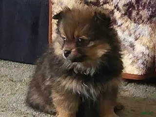 Pomeranian dogs Annie - Ad 7