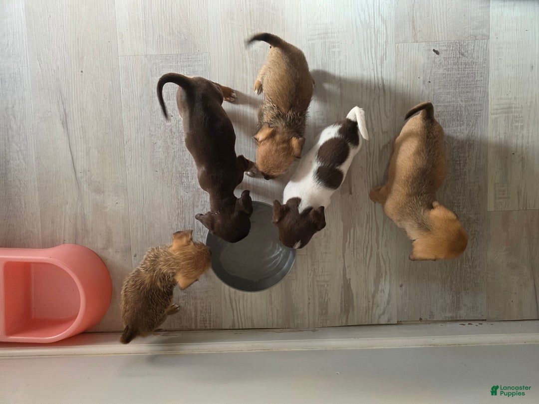 Mixed Breed dogs for sale: Ginger - Ad 4