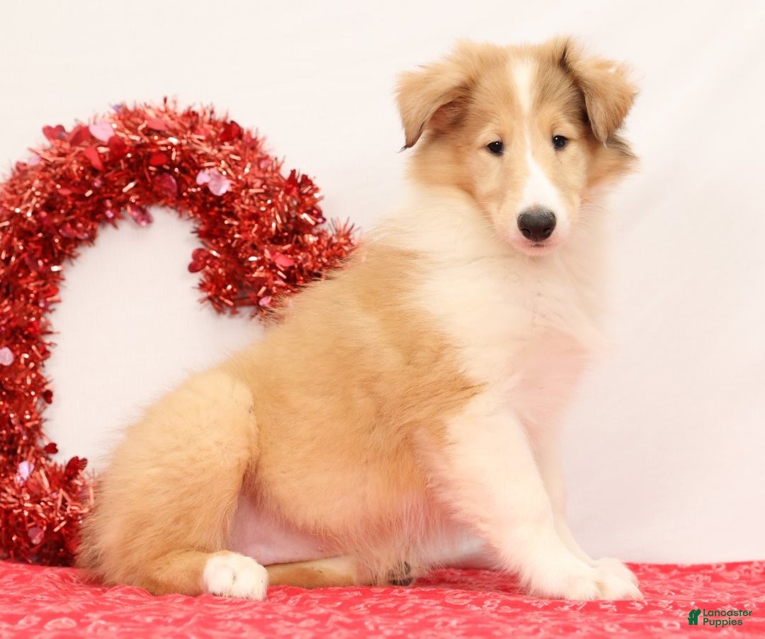 Collie dogs for sale: Nori - Ad 5