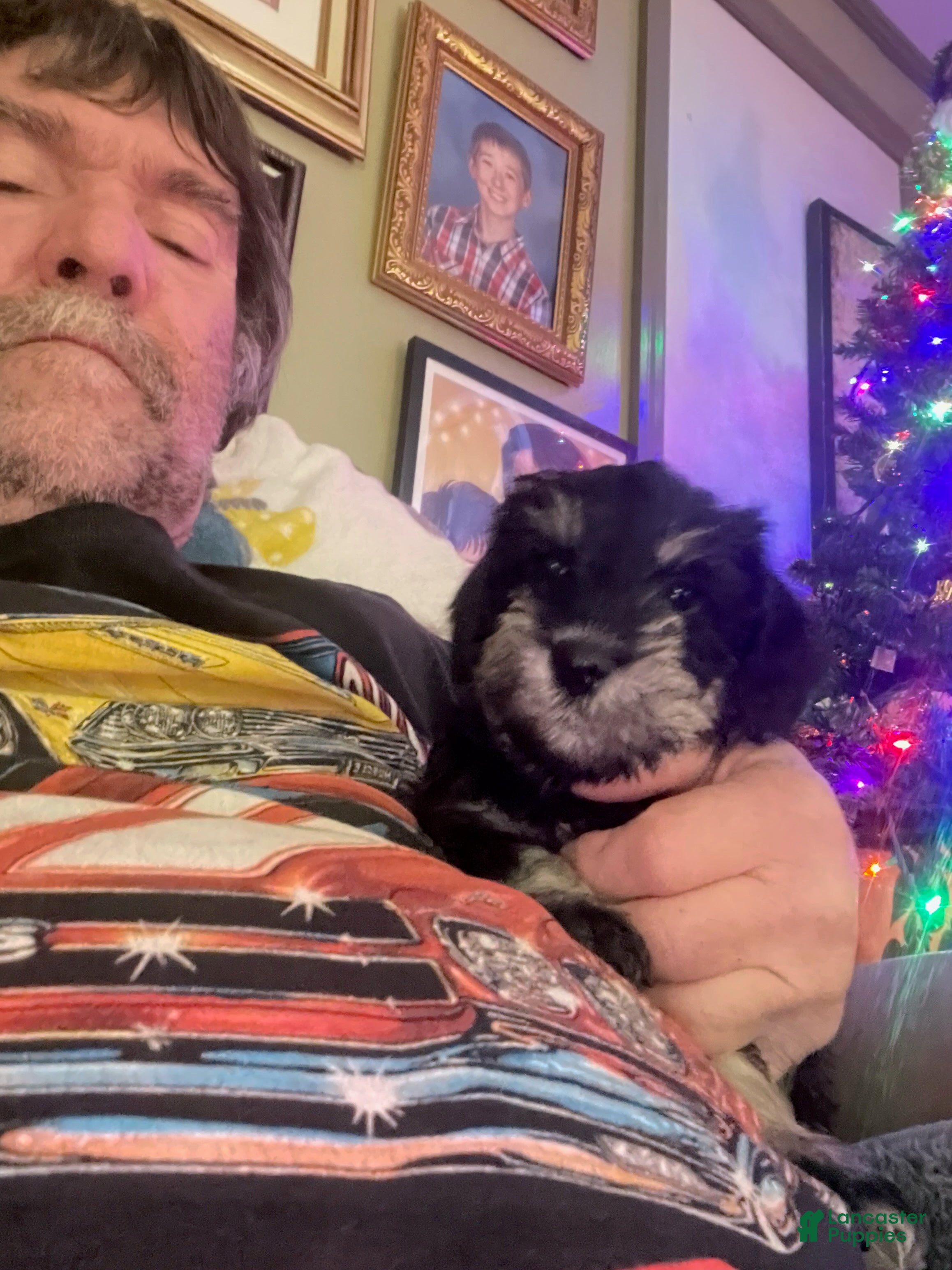 Miniature Schnauzer dogs Miniature Schnauzer King - Ad 15