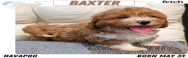 Baxter 