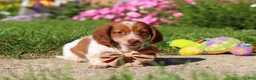 Dachshund dogs for sale: Maverick - Ad 5