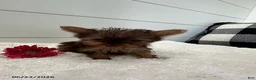 Yorkshire Terrier dogs for sale: Ivy Teacup - Ad 3