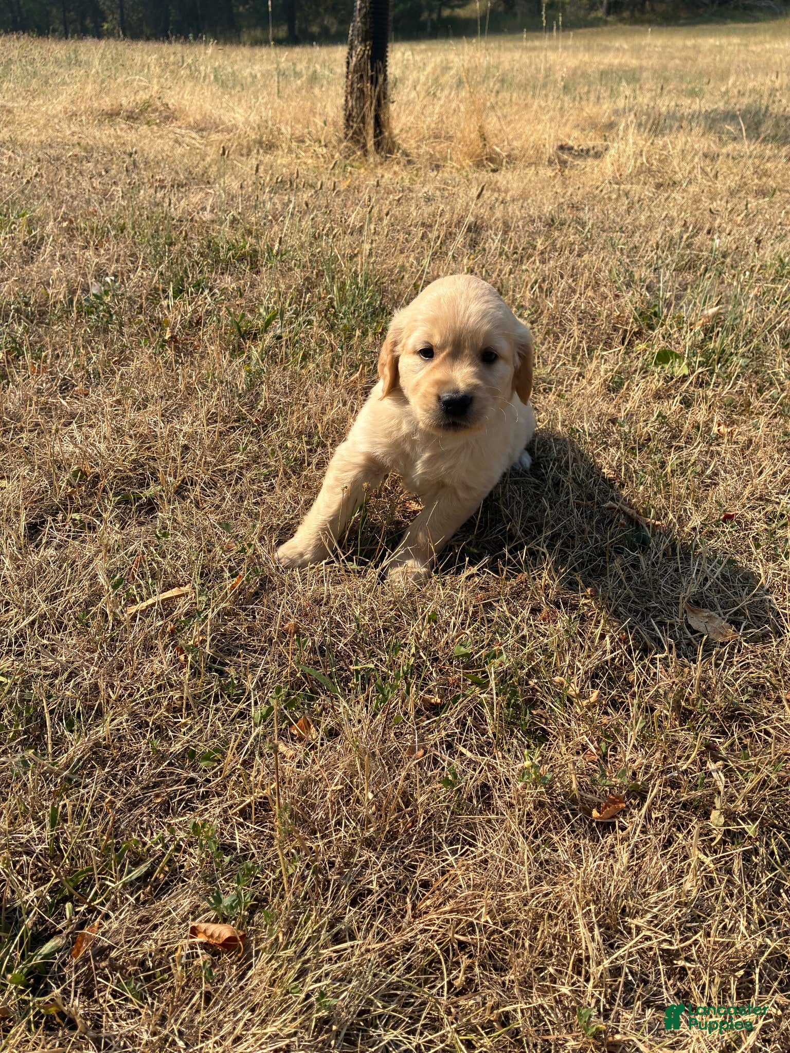 Goldador dogs Goldador 5 - Ad 42