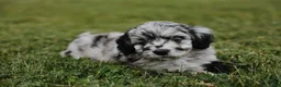 Mini Aussiedoodle dogs for sale: Blu - Ad 3