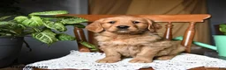 Golden Retriever dogs for sale: Chili - Ad 5