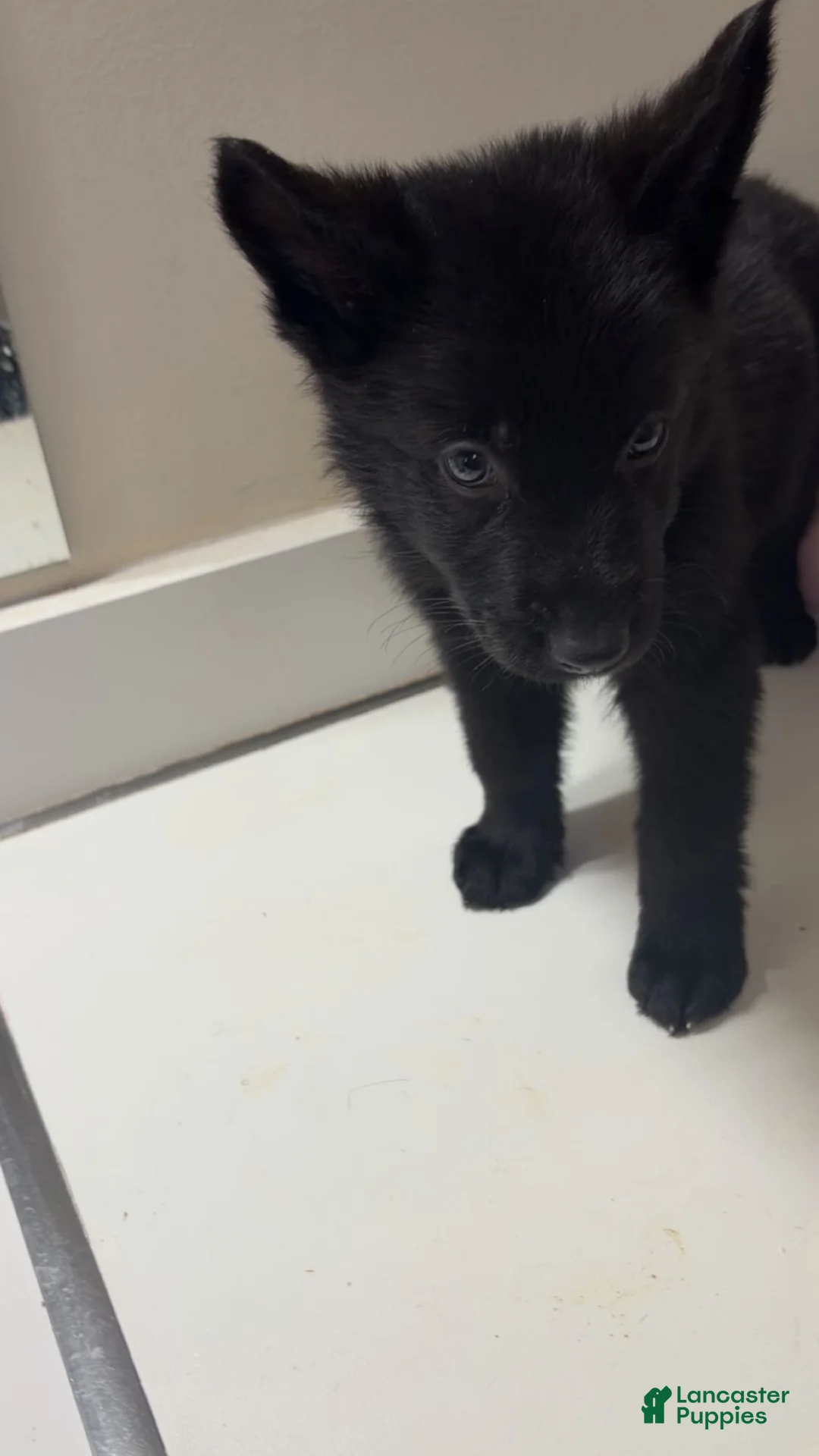 German Shepherd dogs for sale: Shadow  - Ad 2