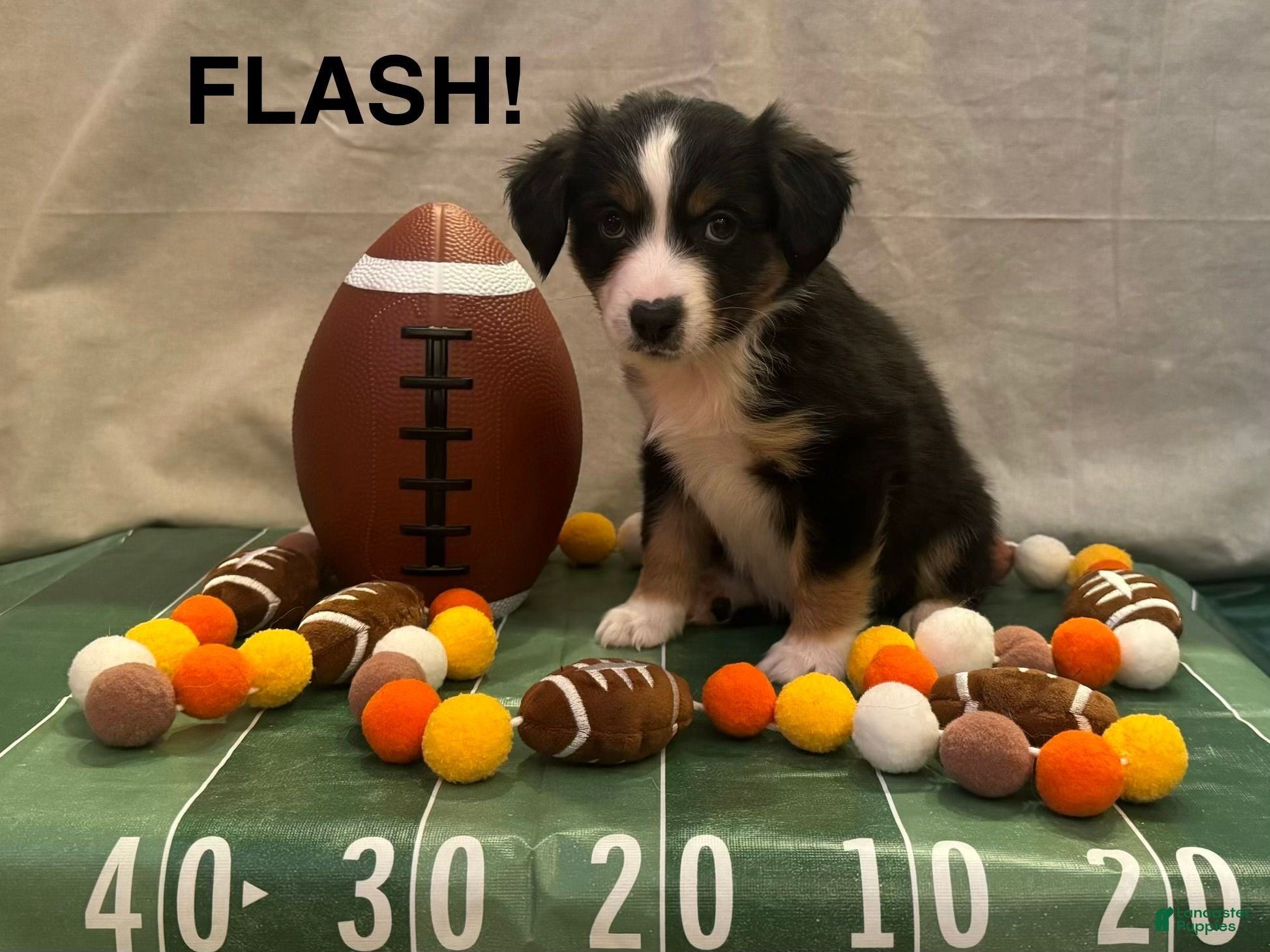 Miniature Australian Shepherd dogs Miniature Australian Shepherd 4 - Ad 1