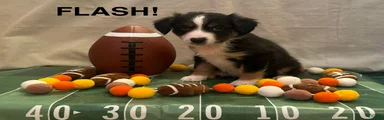 Miniature Australian Shepherd 4
