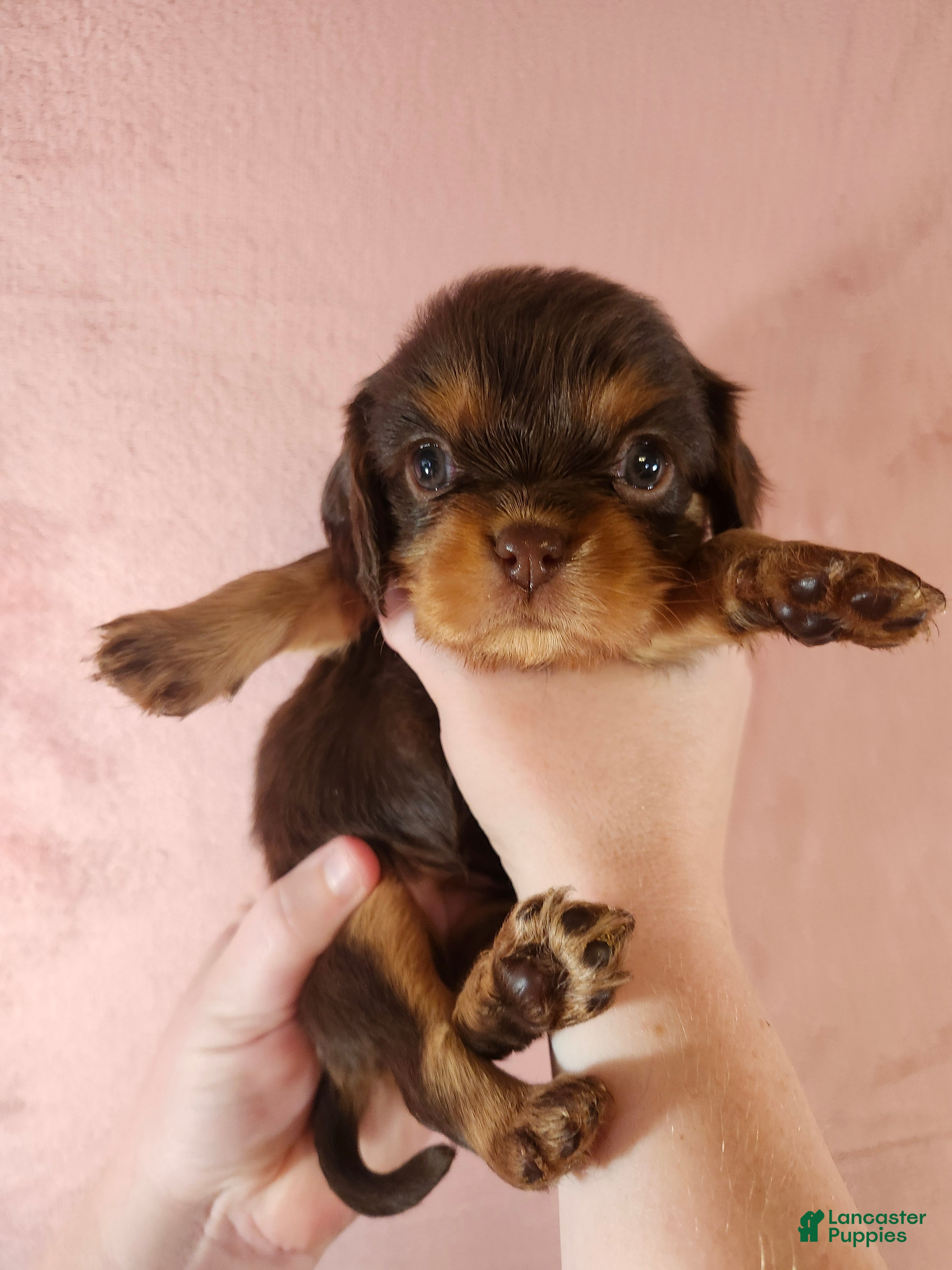 Cavalier King Charles Spaniel dogs Tootsie - Ad 1
