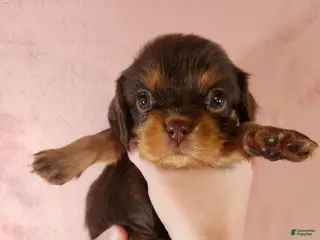 Cavalier King Charles Spaniel dogs for sale: Tootsie - Ad 4