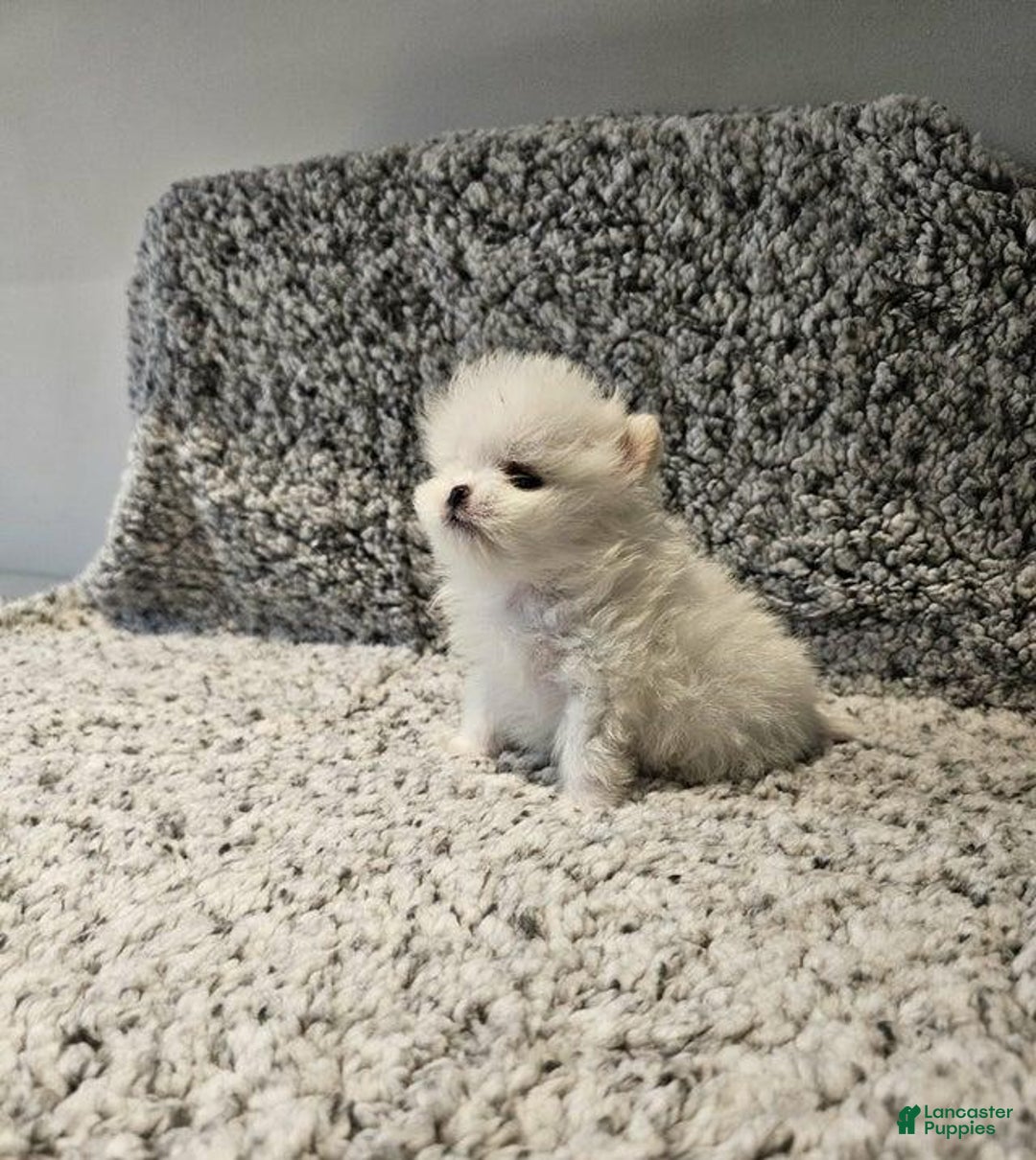 Pomeranian dogs for sale: Dave - Ad 1