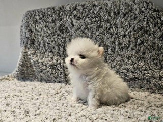 Pomeranian dogs Dave - Ad 30