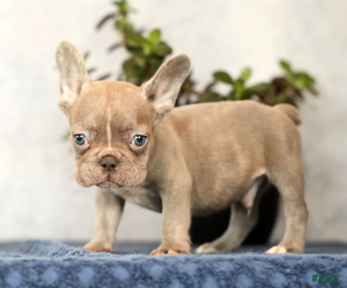 French Bulldog dogs Wendall - Ad 2