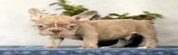 French Bulldog dogs for sale: Wendall - Ad 2