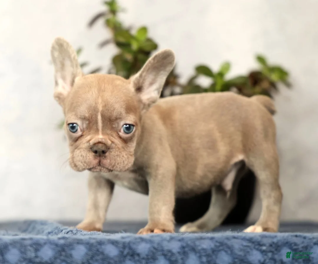 French Bulldog dogs for sale: Wendall - Ad 2