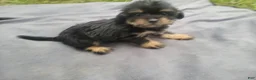 Morkie dogs for sale: Ram  - Ad 3