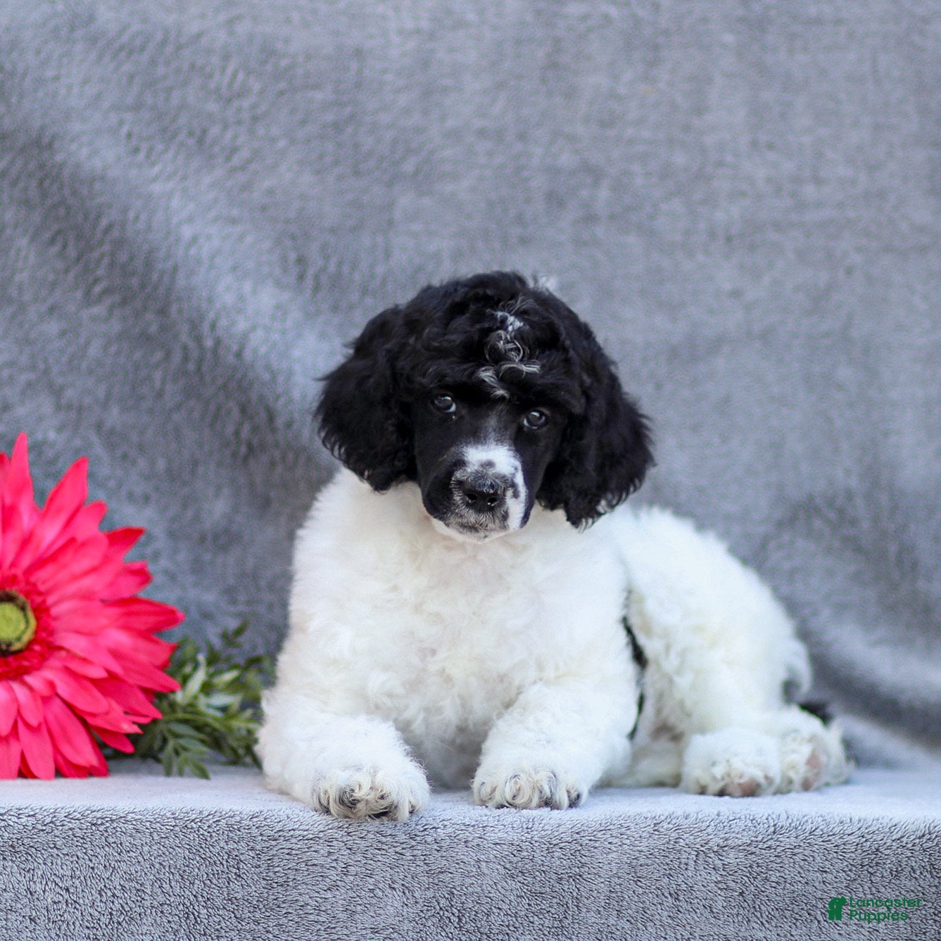 Standard Poodle dogs Fifi - Ad 1