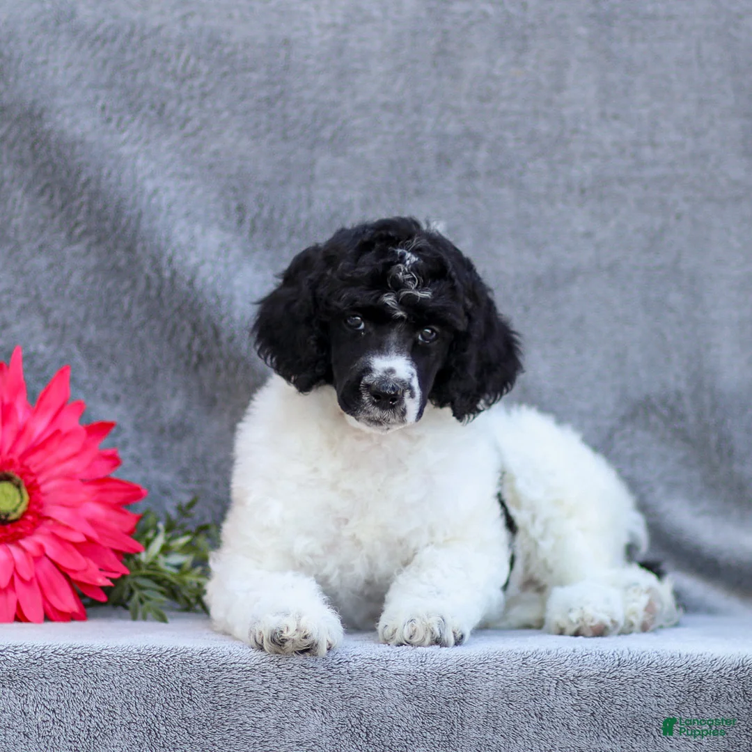 Standard Poodle dogs for sale: Fifi - Ad 1