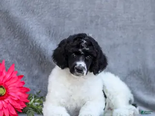 Standard Poodle dogs for sale: Fifi - Ad 4