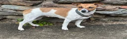 Mixed Breed dogs for sale: Stella - Ad 3