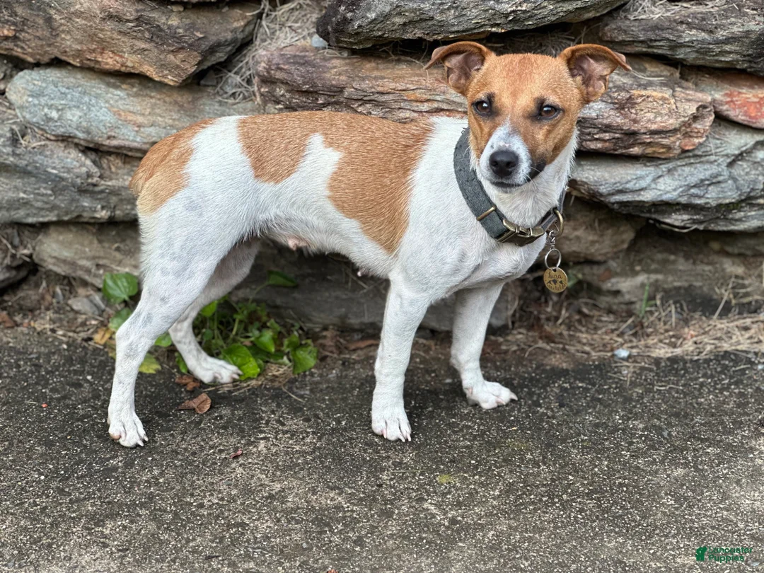 Mixed Breed dogs for sale: Stella - Ad 3