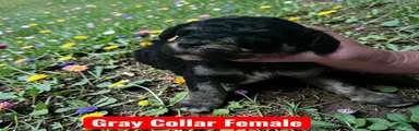 Gray Collar