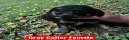 Standard Poodle dogs for sale: Gray Collar - Ad 1