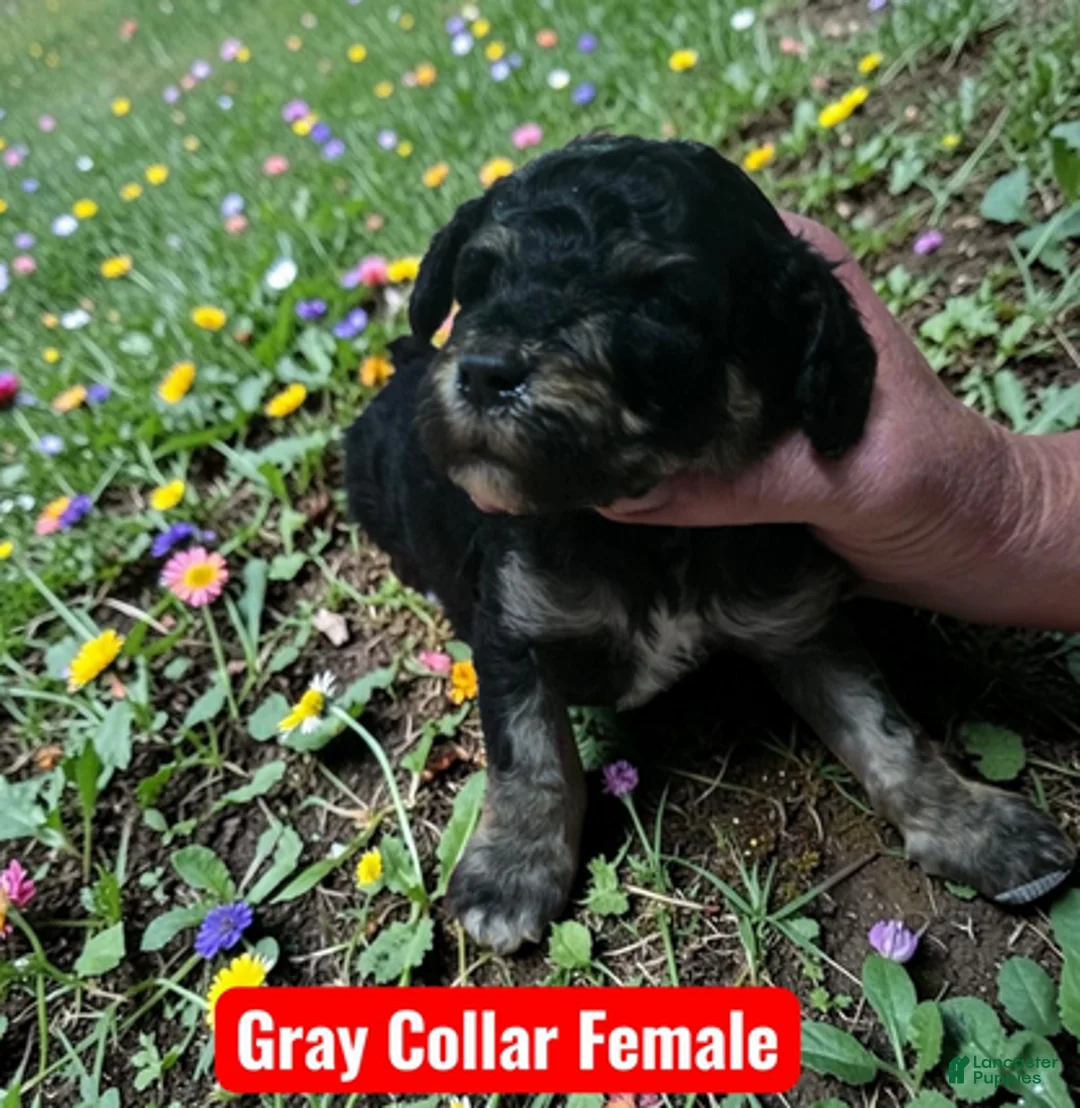 Standard Poodle dogs for sale: Gray Collar - Ad 1