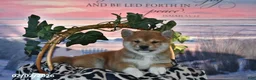 Shiba Inu dogs for sale: Abby - Ad 4