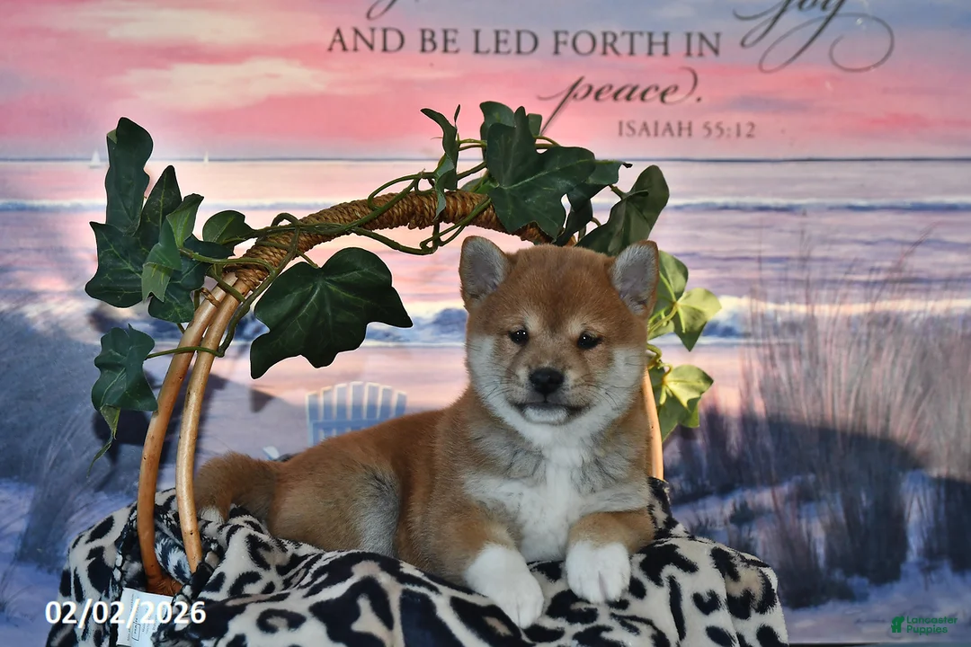 Shiba Inu dogs for sale: Abby - Ad 4