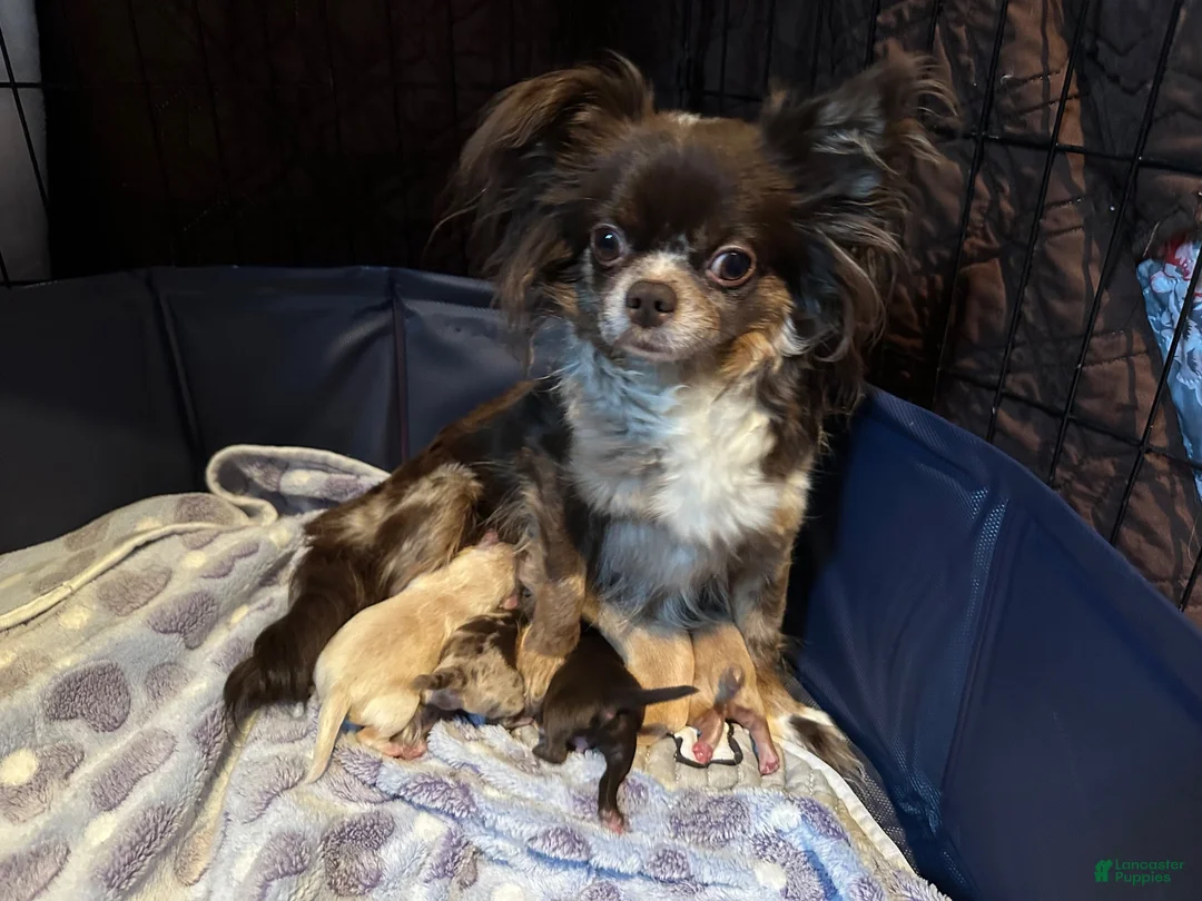 Chihuahua dogs for sale: Lunchbox - Ad 5