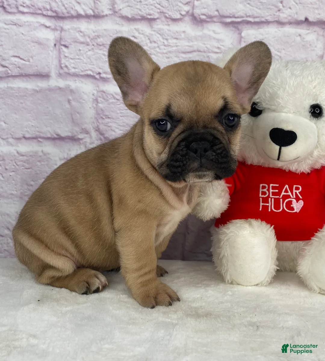 French Bulldog dogs for sale: Payton - Ad 2