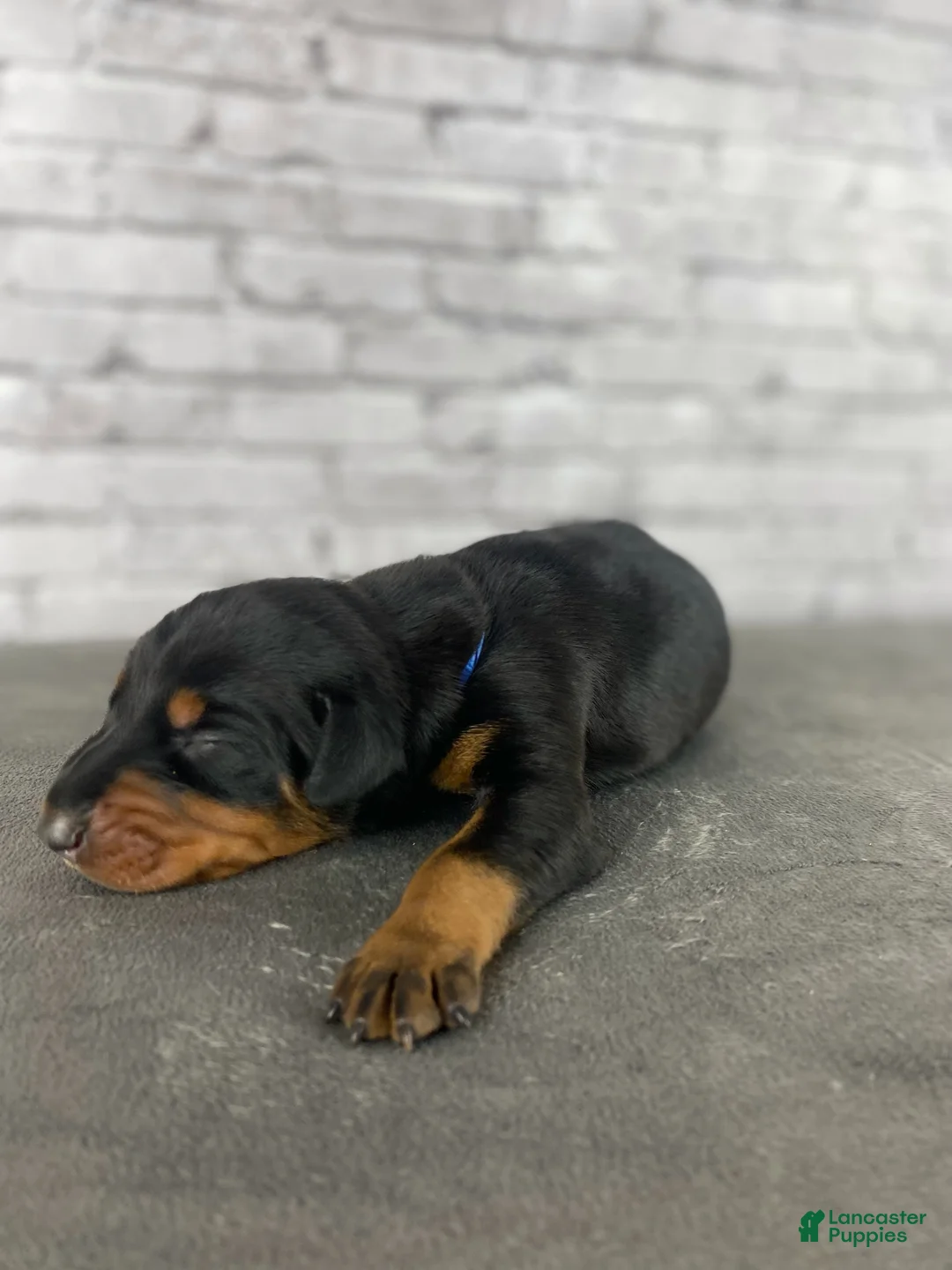 Doberman Pinscher dogs for sale: Phantom's Goat of the NBA "LeBron James'"''European - Ad 2